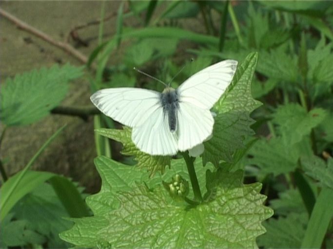 Grünader-Weißling ( Pieris napae ), Männchen : Am Niederrhein, Biotop, 27.04.2004